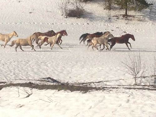 A group of horses running across a snowy landscape, with trees in the background.