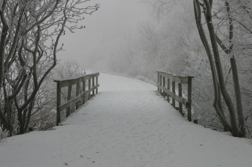 A snowy path leads to a wooden bridge, surrounded by frosted trees in a foggy winter landscape.