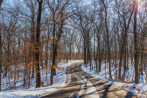 A winding road through a snowy forest with bare trees and a few remaining autumn leaves.