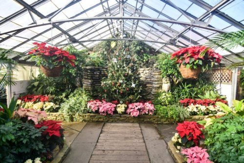 A greenhouse filled with vibrant poinsettias and a decorated Christmas tree surrounded by lush greenery.