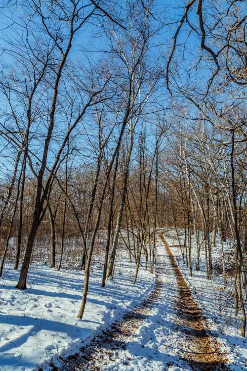 A snowy path winds through a forest of bare trees under a clear blue sky.