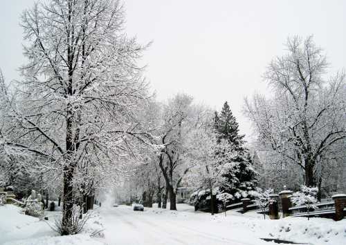 A snowy street lined with trees, blanketed in white, creating a serene winter landscape.