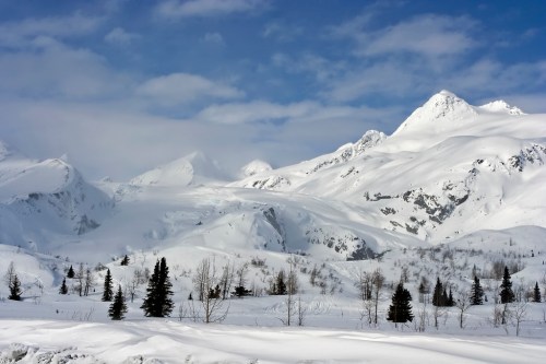 Snow-covered mountains under a blue sky, with scattered trees in the foreground. A serene winter landscape.
