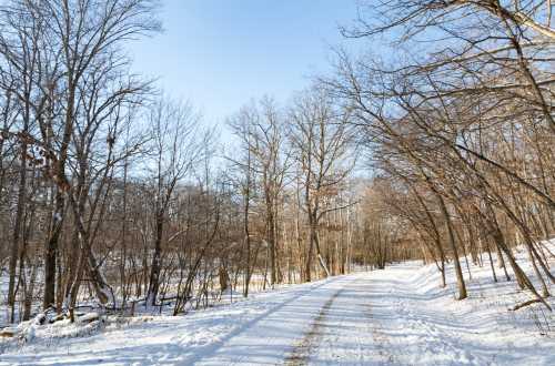 A snowy path winds through a forest of bare trees under a clear blue sky.