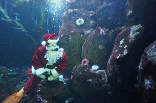 A diver in a Santa costume poses underwater among rocks and sea anemones.