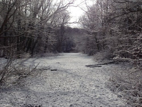 A serene winter landscape with a snow-covered path surrounded by bare trees and a soft, cloudy sky.