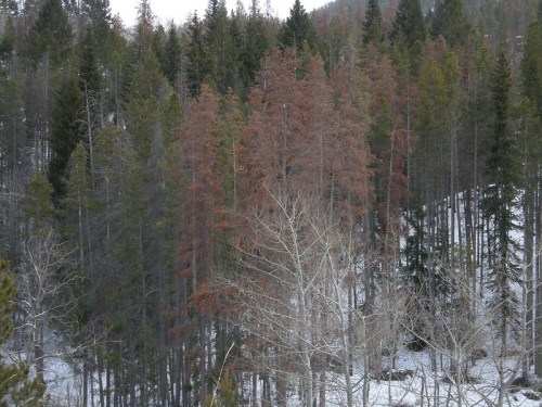 A forest scene with a mix of green and brown trees, some with snow on the ground, indicating seasonal change.