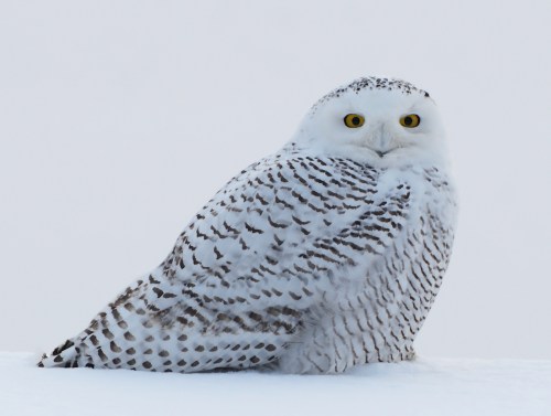 A snowy owl with striking yellow eyes sits on a snowy surface, blending into its wintery surroundings.