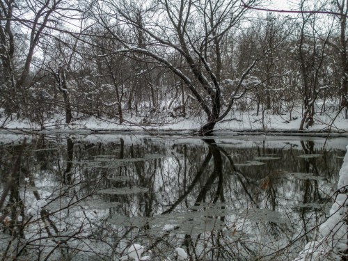 A serene winter scene with a snow-covered landscape and trees reflected in a calm, icy pond.