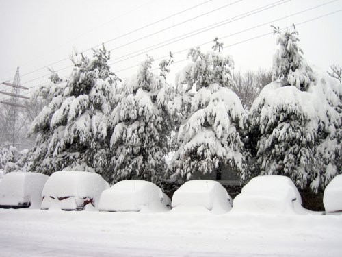 Snow-covered trees and parked cars blanketed in thick snow, creating a wintery scene.
