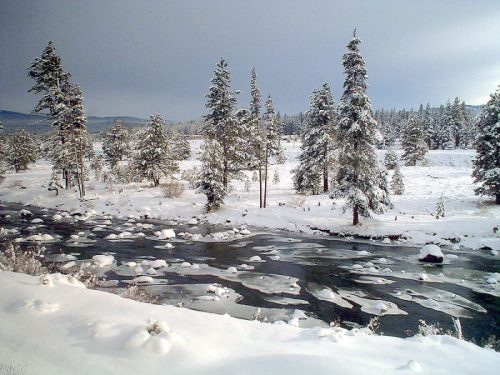 A snowy landscape with tall evergreen trees beside a partially frozen river under a cloudy sky.