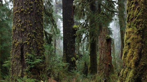 A misty forest scene featuring tall, moss-covered trees surrounded by lush greenery.