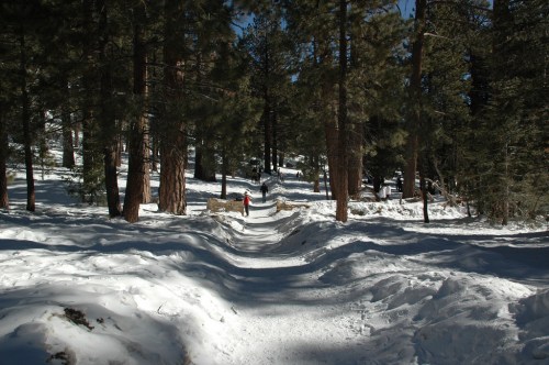 A person walks along a snowy path in a forest, surrounded by tall pine trees under a clear blue sky.