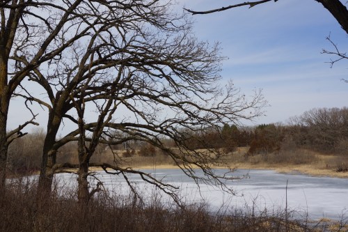 A serene winter landscape featuring bare trees beside a frozen pond under a clear sky.