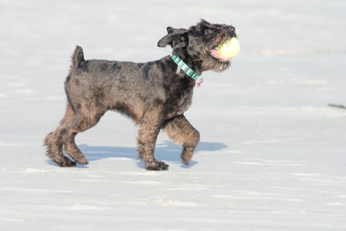 A small black dog runs on the beach, happily carrying a yellow ball in its mouth.