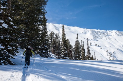 A person skis through a snowy landscape, surrounded by tall pine trees and a mountain in the background under a clear blue sky.