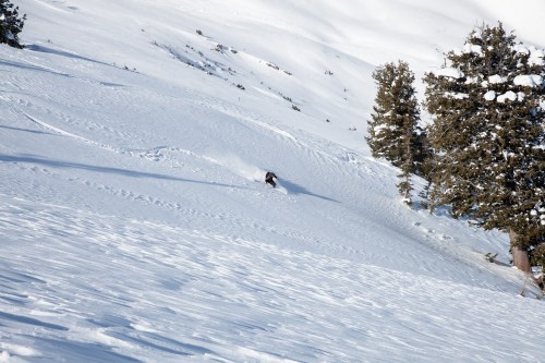 A skier carves through fresh snow on a snowy slope, surrounded by trees and a clear blue sky.