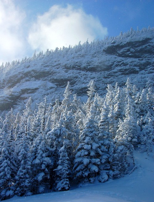 Snow-covered trees in a winter landscape, with a rocky cliff and blue sky in the background.