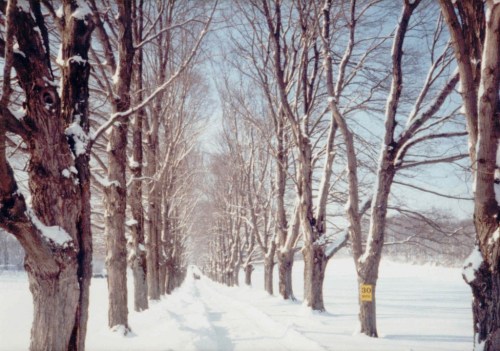A snow-covered path lined with bare trees, leading through a winter landscape under a clear blue sky.