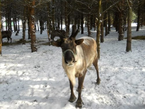 A reindeer stands in a snowy forest, surrounded by trees, with its antlers visible and a curious expression.