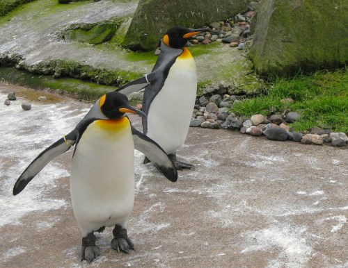 Two penguins with black and white feathers and orange accents stand on a rocky surface, wings slightly spread.