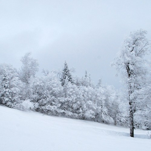 A snowy landscape with frosted trees under a cloudy sky, creating a serene winter scene.