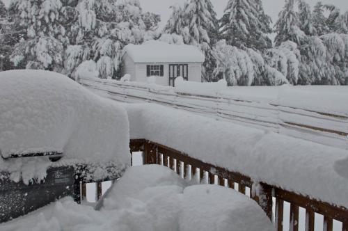 A snowy scene showing a deck covered in thick snow, with trees and a small shed in the background.