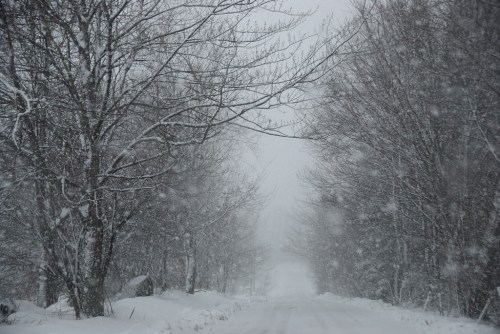 A snowy road lined with trees, shrouded in heavy snowfall and fog, creating a serene winter scene.