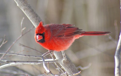 A vibrant red cardinal perched on a branch, surrounded by a blurred winter background.