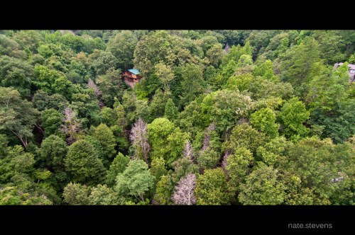 Aerial view of a dense green forest with a small wooden cabin nestled among the trees.