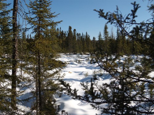 A snowy landscape with evergreen trees under a clear blue sky, creating a serene winter scene.