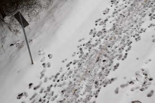 A snowy path with various footprints and a signpost partially visible on the side.