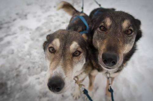 Two sled dogs with expressive eyes, standing close together on a snowy surface, wearing harnesses and leashes.
