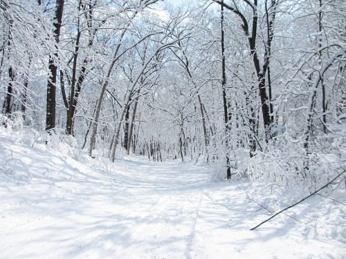 A serene winter scene of a snow-covered path surrounded by trees blanketed in white snow.