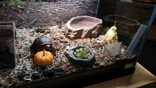 A turtle in a terrarium with a small pumpkin, a bowl of food, and decorative rocks.