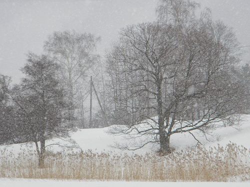 A snowy landscape with bare trees and tall grass, set against a gray, overcast sky. Snowflakes are falling heavily.