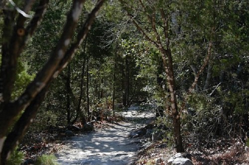 A winding dirt path through a dense forest, surrounded by trees and scattered leaves.