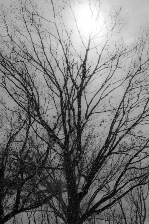 A bare tree silhouetted against a bright sun, with snowflakes falling in a black and white scene.