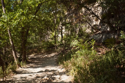 A serene forest path surrounded by lush greenery and rocky cliffs under a clear sky.