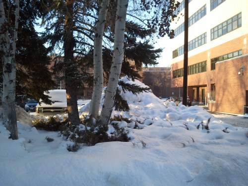 A snowy landscape with trees and a brick building in the background, showcasing a winter scene.