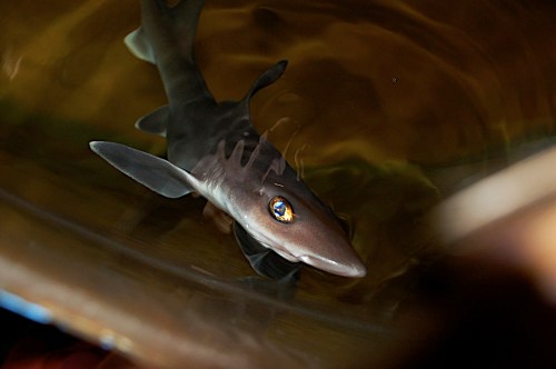 A small shark swimming in shallow water, with a reflective eye and a sleek, streamlined body.