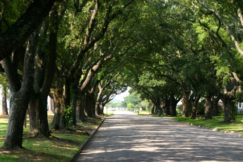 A serene tree-lined street with lush greenery on both sides, creating a peaceful, shaded pathway.