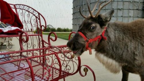A reindeer with a red harness stands beside a red metal bench in a festive outdoor setting.