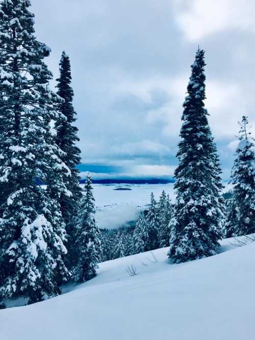 Snow-covered landscape with tall evergreen trees and a cloudy sky in the background.