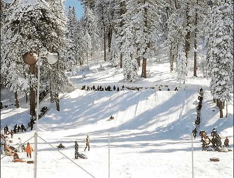 A snowy hill with people sledding and enjoying winter activities among tall pine trees.