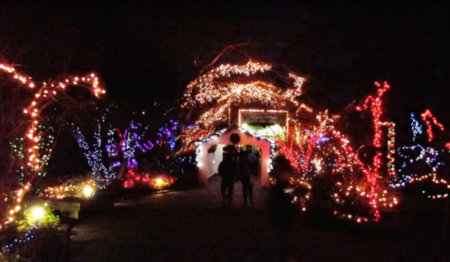 A pathway illuminated by colorful holiday lights, with trees and bushes adorned in vibrant decorations at night.