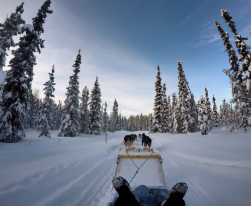 A view from a sled being pulled by dogs through a snowy forest with tall pine trees under a clear blue sky.