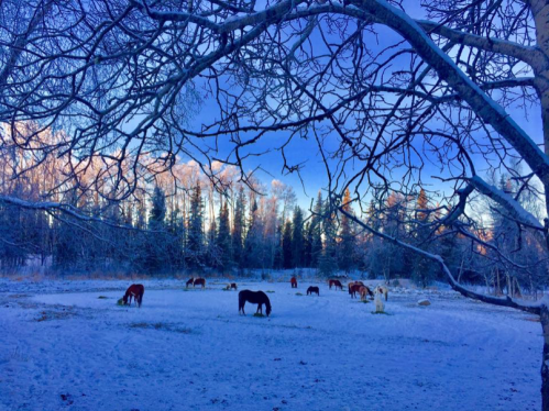 A snowy landscape with horses grazing under a blue sky, framed by bare tree branches and surrounded by evergreen trees.