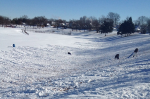 A snowy landscape with several people sledding down a hill on a clear winter day. Trees line the background.