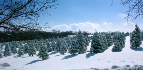 A snowy landscape filled with evergreen trees under a bright blue sky. Shadows stretch across the snow-covered ground.